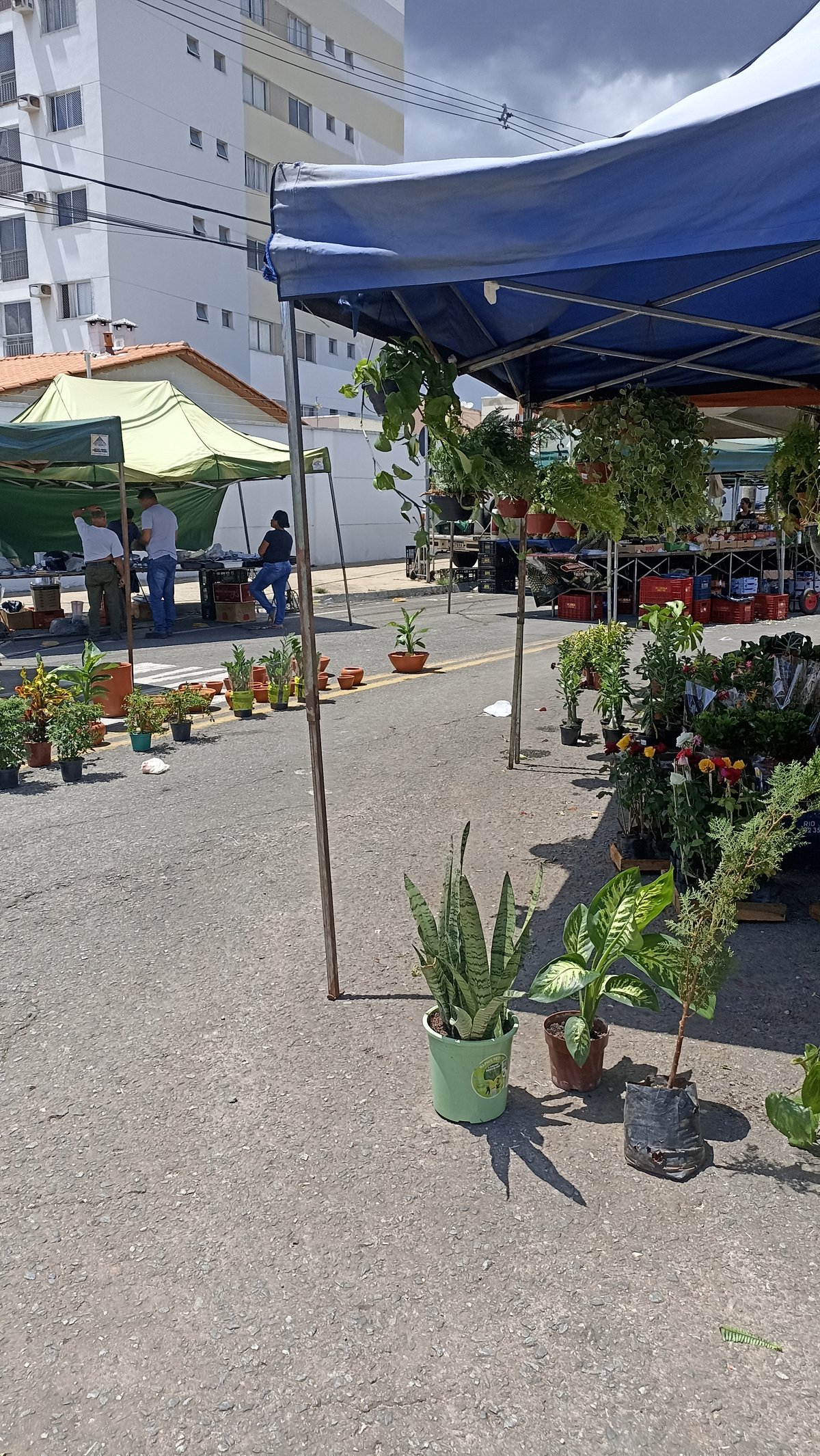 Feira livre de rua no bairro Crimeia Leste, em Goiânia, com barracas de plantas e flores sob tendas